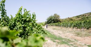 Hochzeitsfotograf Mannheim_Pia und Felix_Alten Weingut Bad Dürkheim